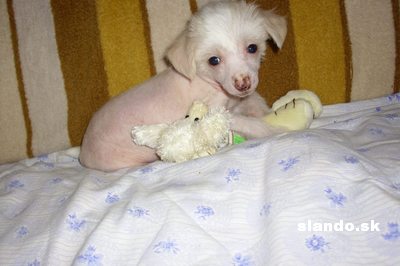 6200567_3_Fcinsky chochol.jpg
